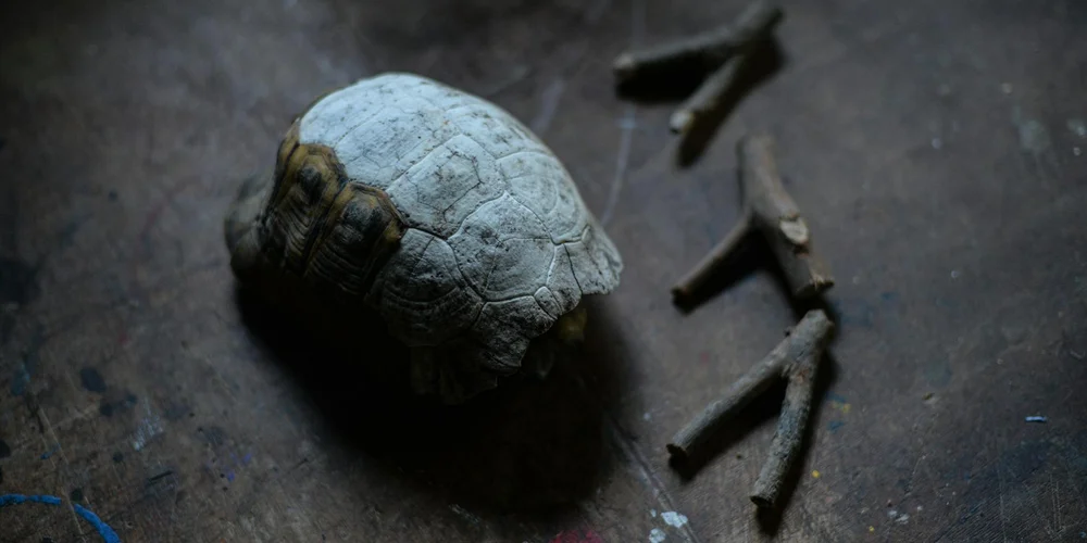 Close-up of a small wood turtle shell on a dark surface with small sticks nearby.