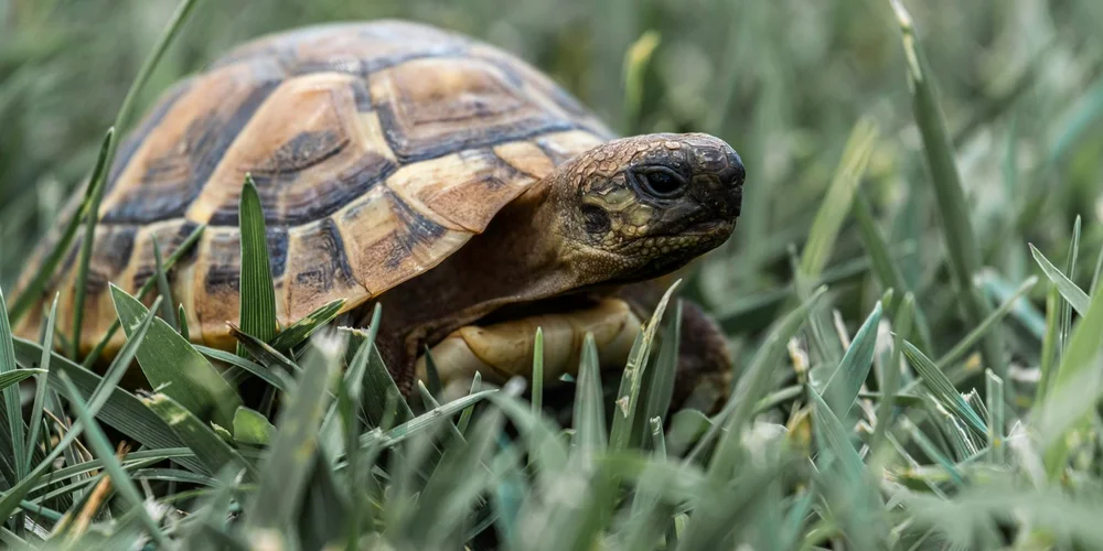A box turtle resting in green grass, close-up view of its shell and head.