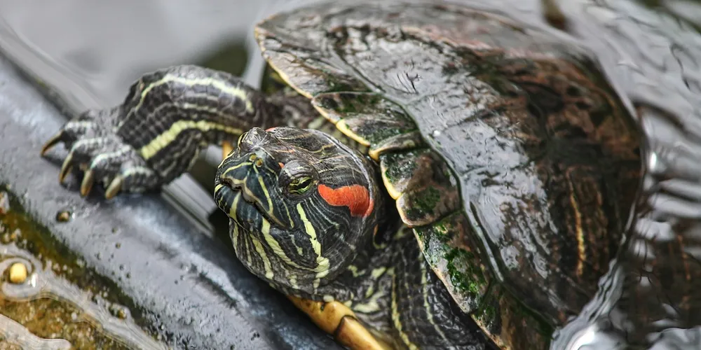Close-up of a box turtle with a dark shell and bright yellow-green markings resting on a glossy black surface.