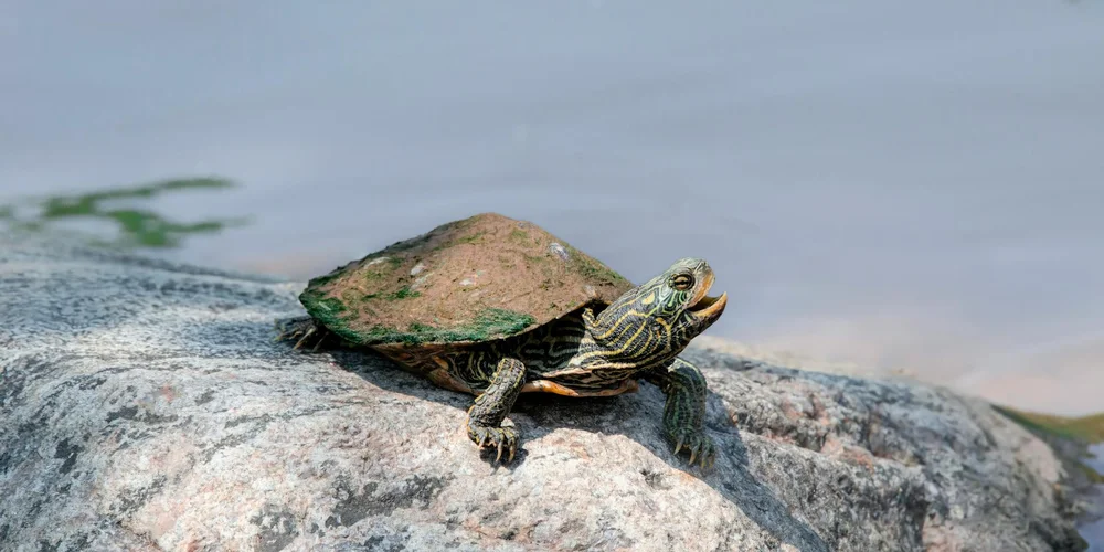 Painted Turtle Cost: Your Real-World Price & Care Budget