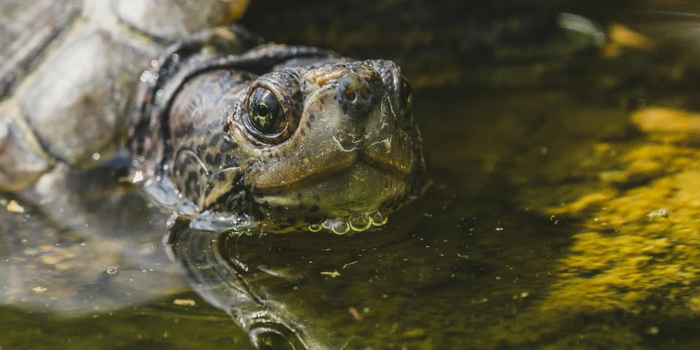 Close-up of a pet turtle's head emerging from water, with a textured shell and bright eye.