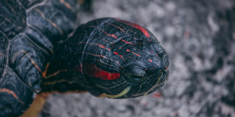 Close-up of a red-eared slider turtle with dark shell and red markings near its ears resting on a rocky surface