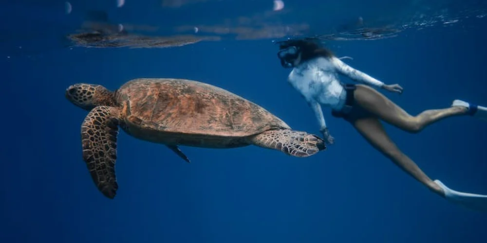 Underwater scene of a sea turtle swimming beside a swimmer in clear blue water