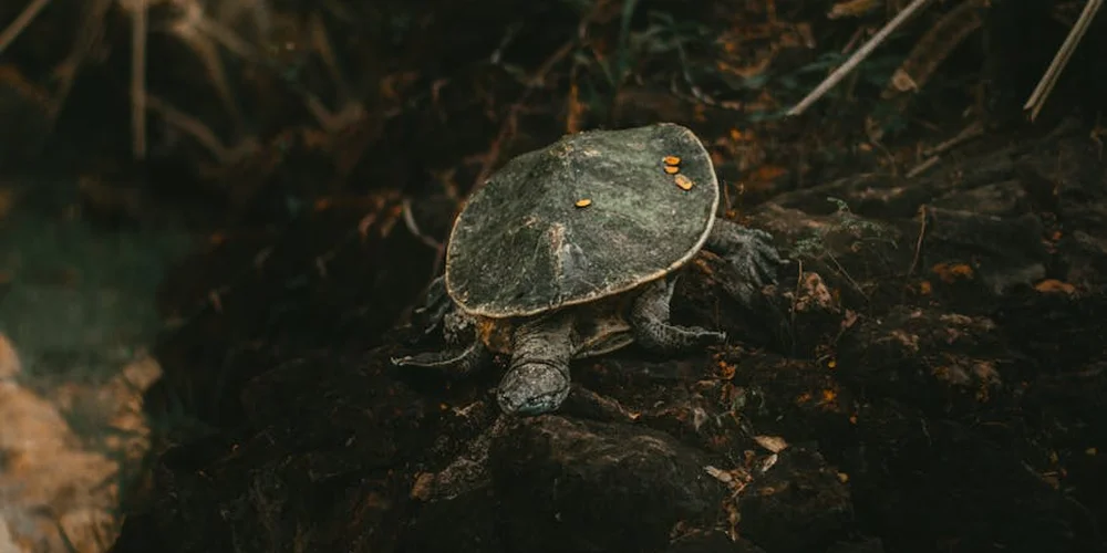 A small turtle on a dark, damp log in a natural-looking habitat, illustrating the setting for cleaning toolkit preparation.