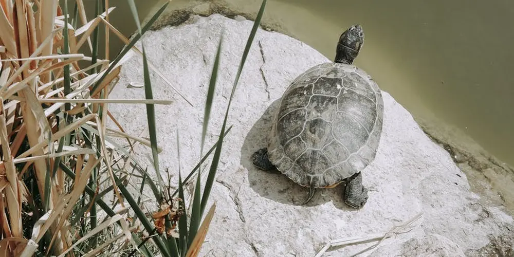 A small turtle rests on a light gray rock at the edge of a tank, with water to the right and tall aquatic plants to the left.
