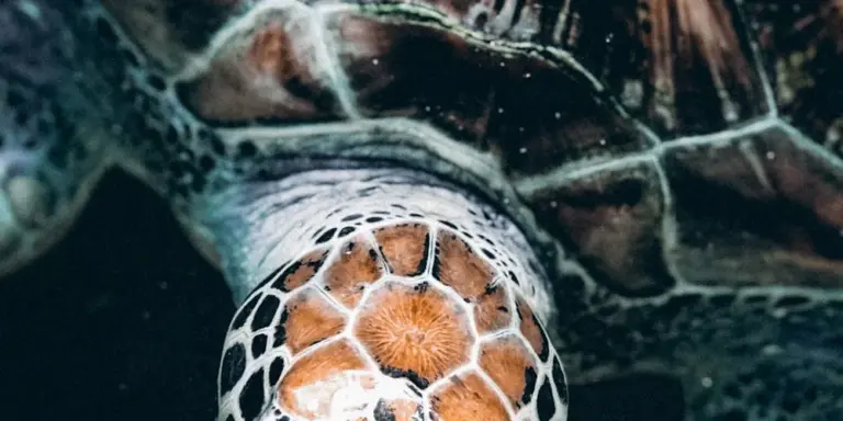 Close-up of a sea turtle's head and carapace, displaying the hexagonal shell scutes and intricate pattern.