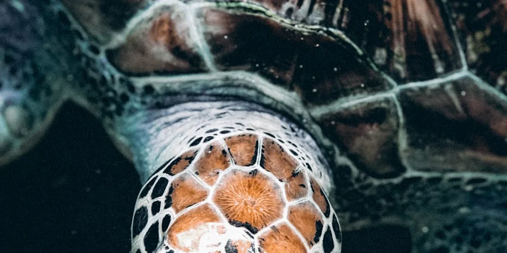 Turtle Anatomy and Shell Biology: Your Guide to Their Inner World