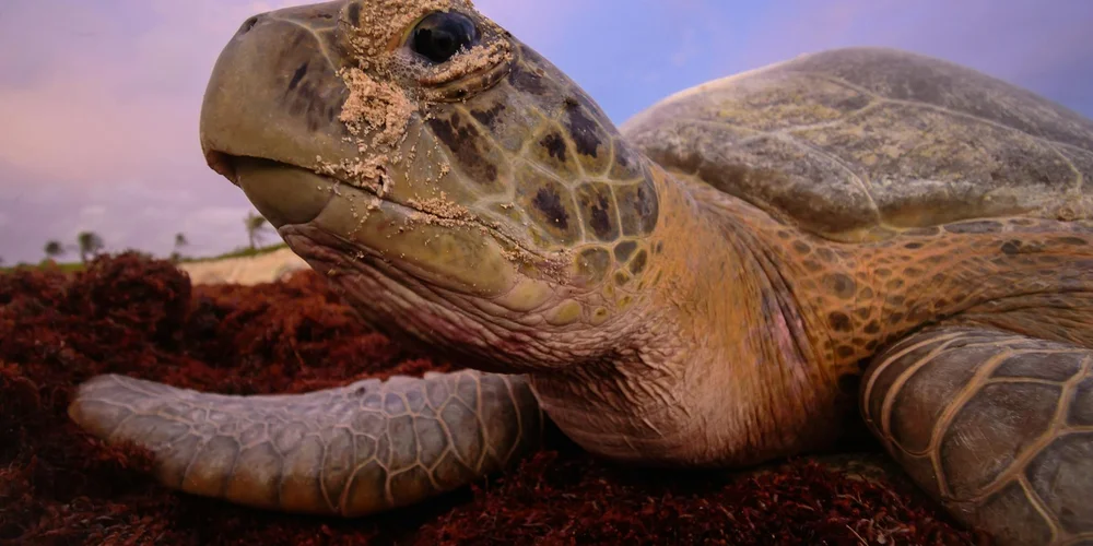 Close-up of a sea turtle's head and front flipper resting on a dark red seabed, highlighting scale patterns and facial markings.