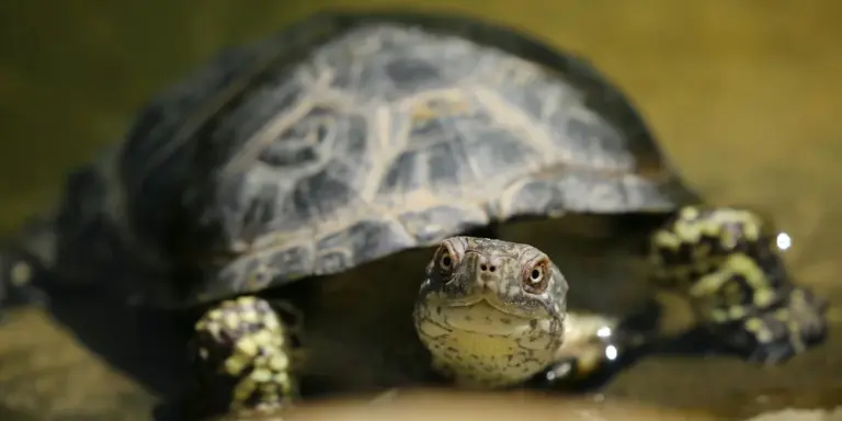 Close-up of a small turtle peering toward the camera with its shell partially visible underwater