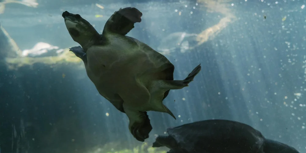Sea turtle swimming underwater, seen from below.