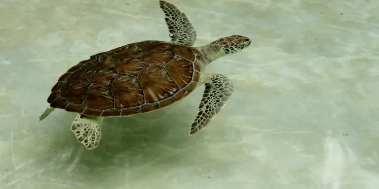 Sea turtle swimming underwater with a streamlined shell and paddle-like flippers