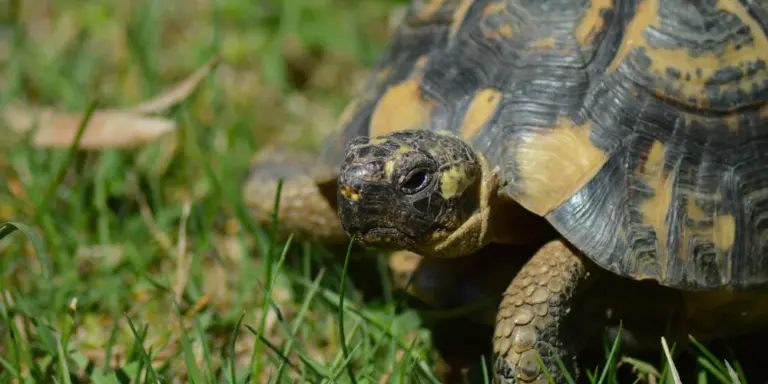 Close-up of a turtle walking on grass with a patterned shell.