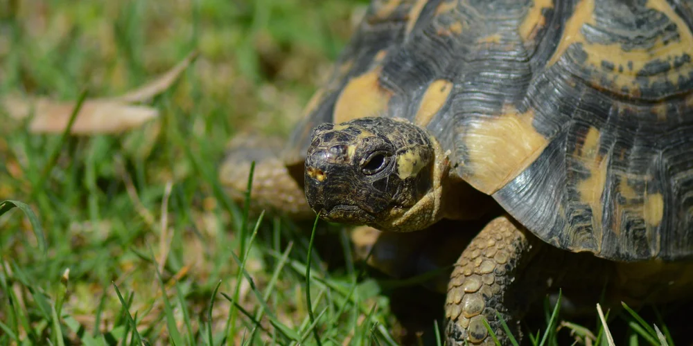 Can You Legally Keep a Turtle as a Pet? Your Practical and Ethical Guide