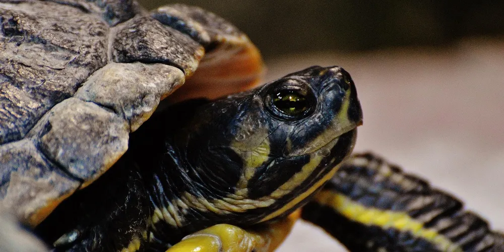 Close-up of a turtle's head emerging from its shell