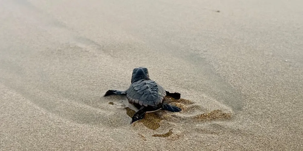 A tiny sea turtle hatchling crawls across sunlit sand toward the ocean, leaving faint tracks behind.