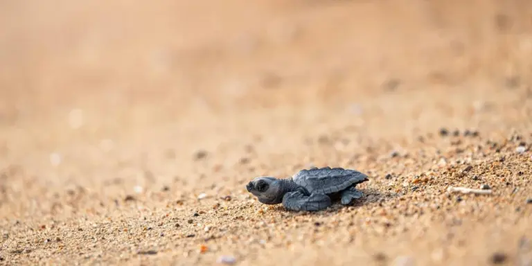 A small hatchling turtle on a sandy surface, looking forward