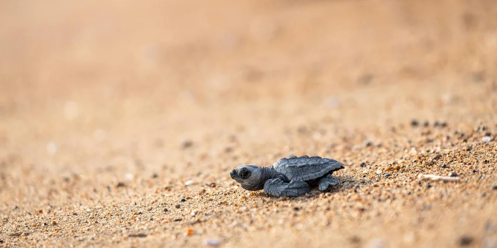 Hatchling to Juvenile: What to Expect in Your Turtle’s First Year