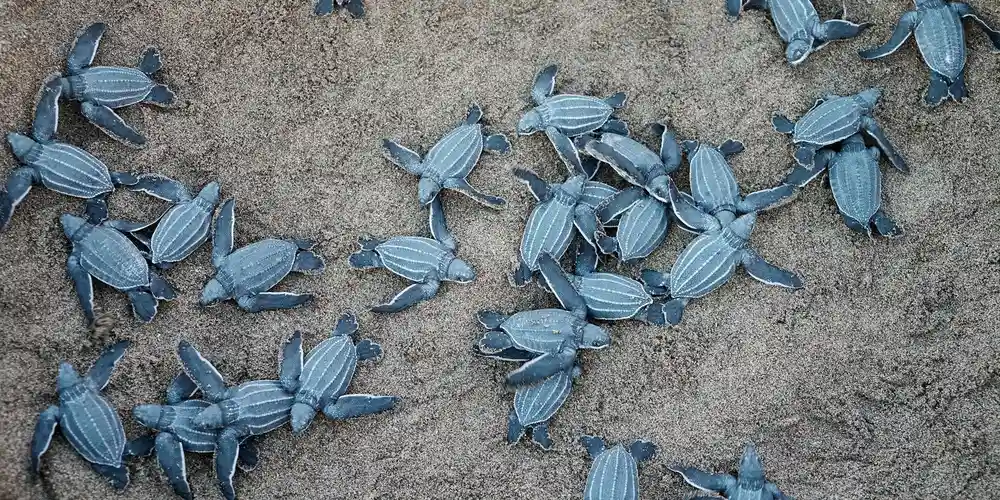 Group of blue-gray sea turtle hatchlings on a sandy surface, scurrying toward the ocean.