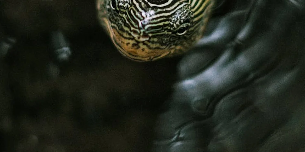 Close-up of a turtle's head underwater, showing distinctive striped pattern on the skin and a textured shell nearby.
