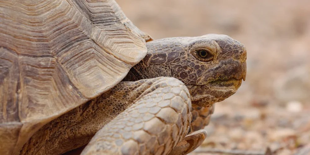 Close-up of a desert tortoise with a textured shell in a dry, sandy environment