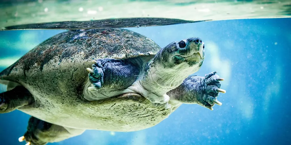 Underwater view of a turtle swimming inside its aquarium, with front flippers extended toward the camera