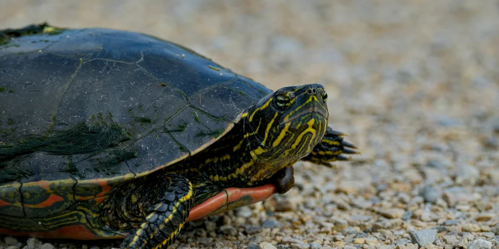Close-up of a turtle on a pebbled surface, with a dark shell and a yellow-striped head and legs.