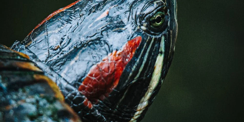 Close-up of a turtle's head against a dark background