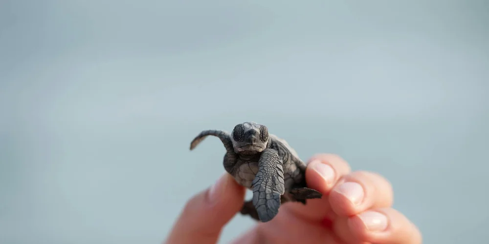 Close-up of a small turtle being held between fingers, displaying its textured shell and tiny flippers.