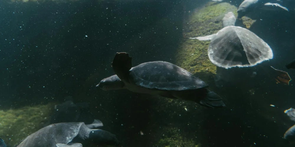 Two aquatic turtles swimming in a glass tank with rocks and algae on the bottom and sides