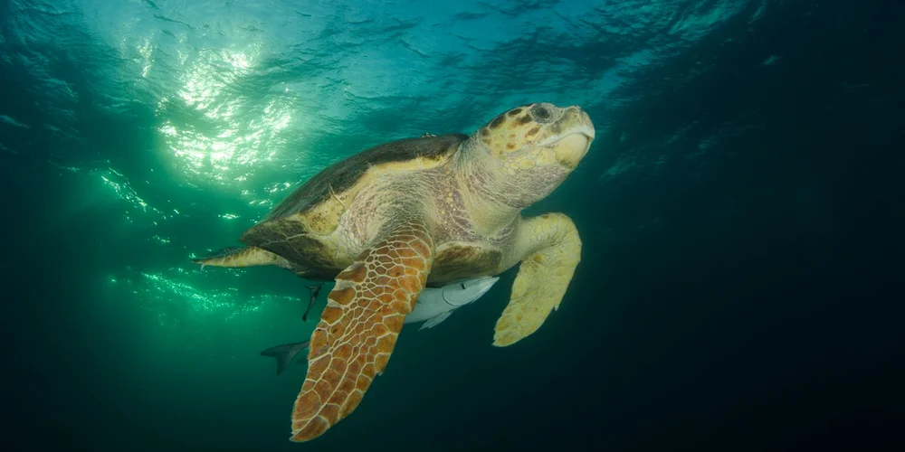 Sea turtle swimming underwater with sunlight filtering through the water