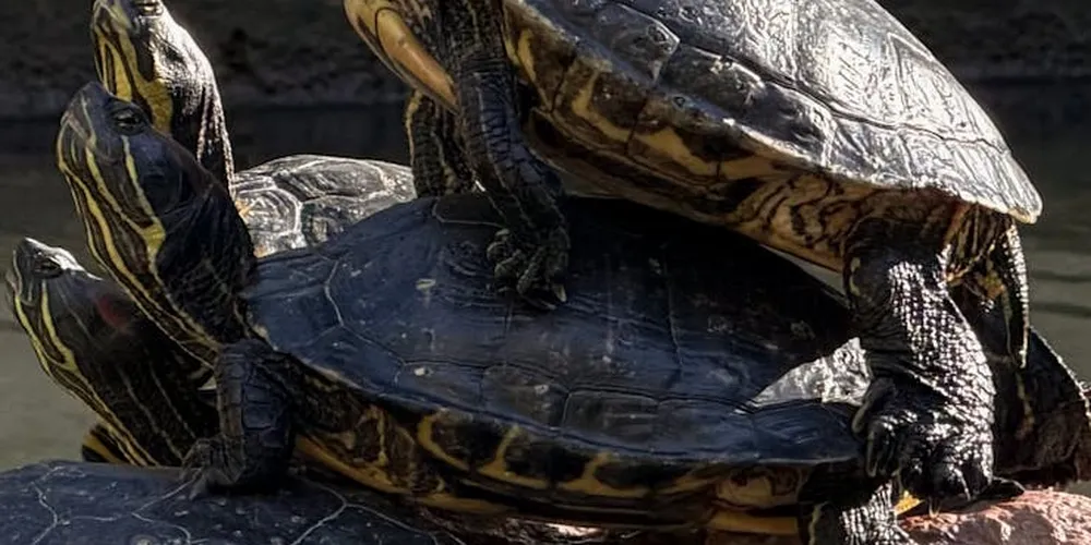 Two turtles basking on a rock