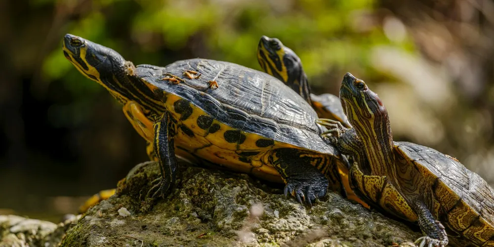 Two small turtles basking on a sunlit rock outdoors.