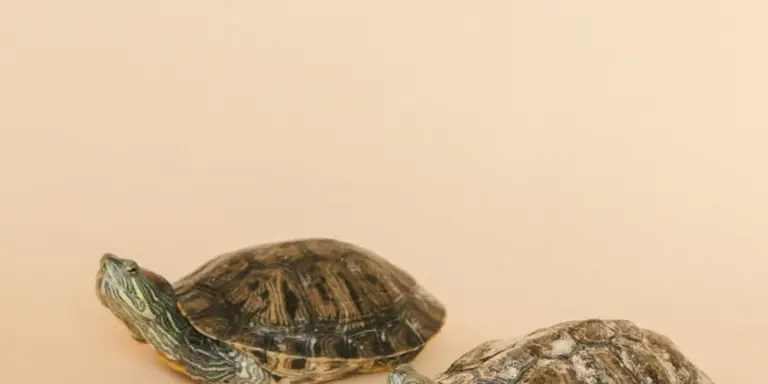 Two small turtles against a light beige background.